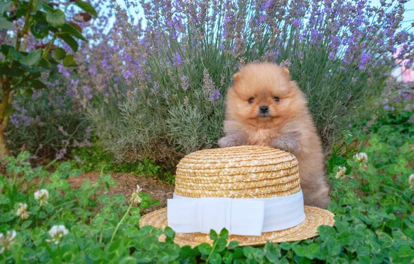 可愛い赤ポメラニアのスピッツ子犬は 背景ラベンダーに小麦の熱に滞在します 高品質の写真 — ストック写真