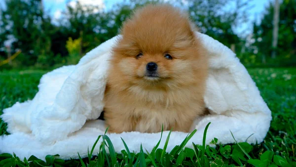 Cute Red Pomeranian Szczeniak Spitz Siedzieć Białej Kraty Trawie Wysokiej — Zdjęcie stockowe
