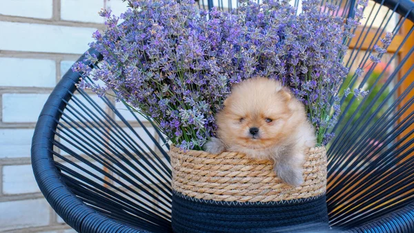 Roztomilé Red Pomeranian Spitz Štěně Sedět Květináči Kvalitní Fotografie — Stock fotografie