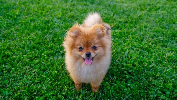 庭を散歩している若い赤いポメラニアのスピッツ子犬 高品質の写真 — ストック写真