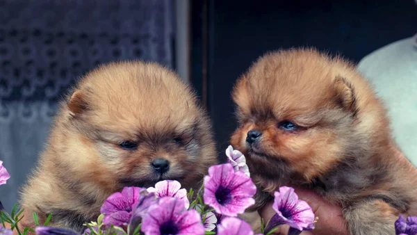 Zwei Süße Rote Pommersche Spitzmäuse Sitzen Blumentopf Hochwertiges Foto — Stockfoto