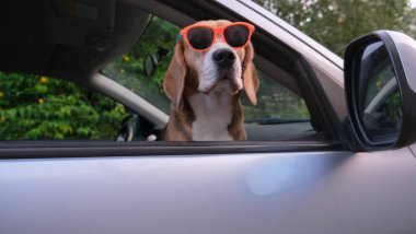 Mutlu av köpeği bir yaz gezisi sırasında arabasının camından burnunu çıkarmış. Yüksek kalite fotoğraf