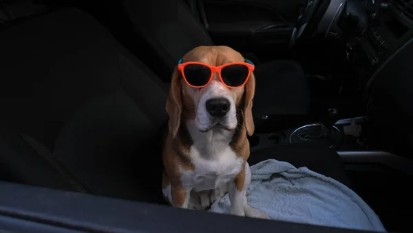 Adorabile Cane Beagle Che Guarda Fuori Dal Finestrino Della Macchina — Foto Stock