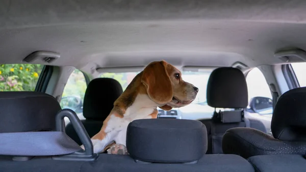 Счастливый Пёс Машине Выглядывает Наружу Высокое Качество Фото — стоковое фото