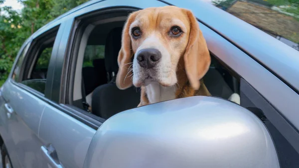 Щасливий Бігль Собака Виштовхнув Шнурки Вікна Автомобіля Під Час Літньої — стокове фото