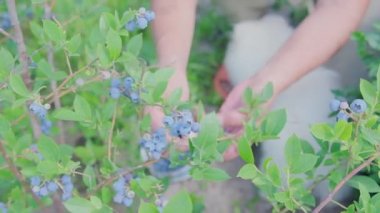 İnsan elleri olgun yaban mersini topluyor ve bütün yeşil olanları olgunlaşması için bırakıyor. El yapımı böğürtlen. Hasat zamanı. Yüksek kaliteli FullHD görüntüler