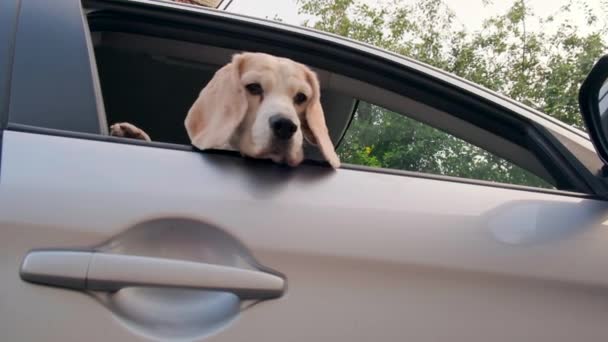 Uroczy Pies Gończy Wyglądający Przez Okno Samochodu Wysokiej Jakości Materiał — Wideo stockowe