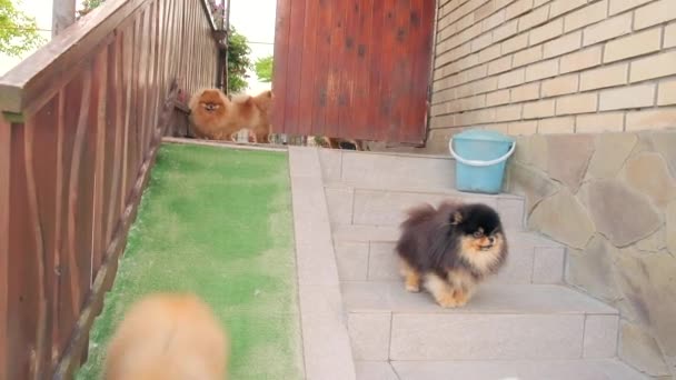 Duitse Pommerse Honden Gaan Trap Buurt Van Huis Hoge Kwaliteit — Stockvideo