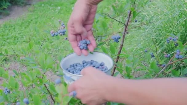 Áfonyát Szedni Egy Női Kéz Áfonyát Szedni Egy Biogazdaságban Közelről — Stock videók