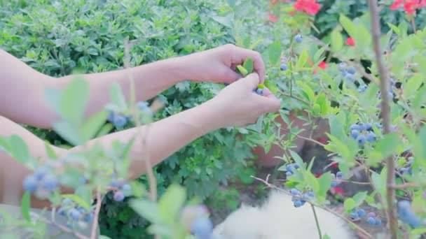 Vrouwelijke Hand Plukt Bosbessen Tegen Zonsondergang Verse Rijpe Biologische Bosbessen — Stockvideo