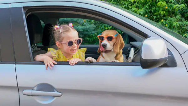 一个可爱的小女孩带着她的朋友狗小猎犬去周末愉快地从车窗往外看 高质量的照片 — 图库照片