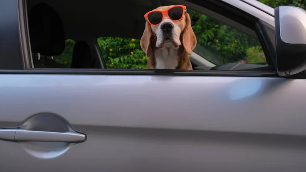 Happy Beagle Hund Stakk Nesa Bilvinduet Sommerfamilietur Bilde Høy Kvalitet royaltyfrie gratis stockbilder