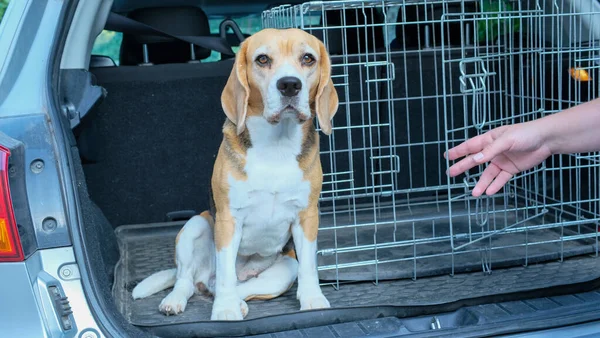 Beagle dog sits near a travel box in the trunk of a car, women hand open the cage. Traveling with a pet. High quality photo