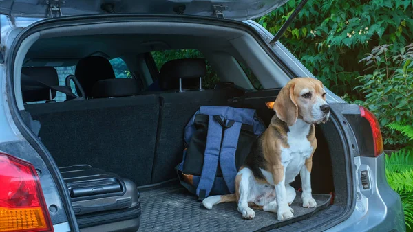 dog in the car in the box. A trip with a pet. Beagle outside. High quality photo