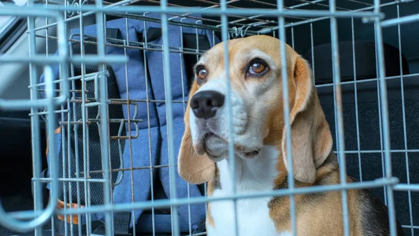 Beagle Hunden Sitter Reiseboks Bagasjerommet Bil Reiser Med Kjæledyr Bilde stockfoto