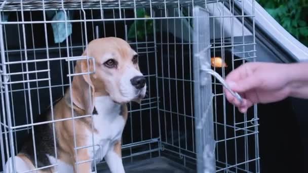 Vrouwen Sluiten Kooi Met Een Beagle Dog Kofferbak Hoge Kwaliteit — Stockvideo