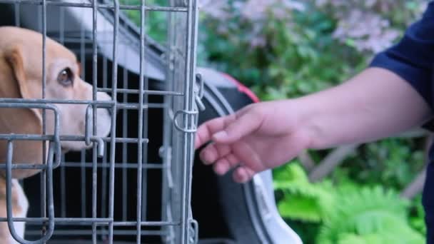 Beagle Dog Zit Een Reisdoos Kofferbak Van Een Auto Vrouwen — Stockvideo