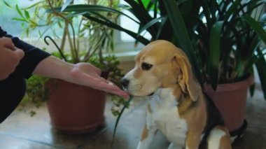 Evdeki tatlı Beagle köpeğine hap veren kadın, yakın plan. Hayvanlar için vitamin. Yüksek kaliteli FullHD görüntüler