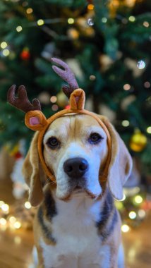 Noel 'de evde. Noel ağacının altında ren geyiği boynuzları içinde av köpeği. Kış bayramı kutlaması. Yüksek kalite fotoğraf