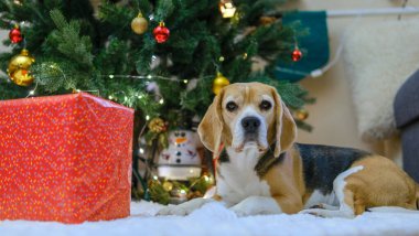 Noel ağacının altında hediye kutularıyla yatan av köpeği. Yüksek kalite fotoğraf