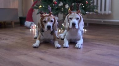 Noel ağacının altında hediye ve mumlarla Noel 'i kutlayan av köpekleri. Yüksek kalite fotoğraf