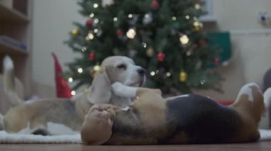 Beagles köpeği içeride Noel ağacının yanında yerde oyuncakla oynuyor. Yüksek kaliteli FullHD görüntüler