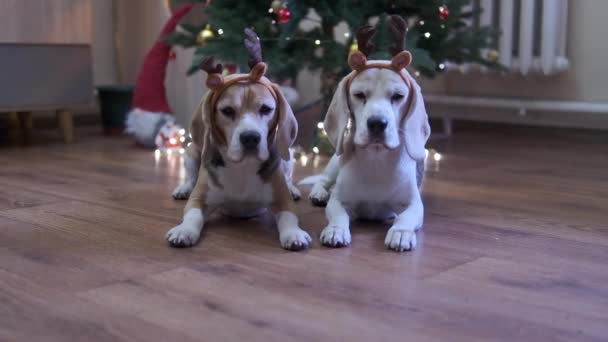 Chiens Beagle Sous Sapin Noël Avec Des Cadeaux Des Bougies — Video