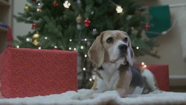 Anjing Beagle Berbaring Bawah Pohon Natal Dengan Kotak Hadiah Foto — Stok Video