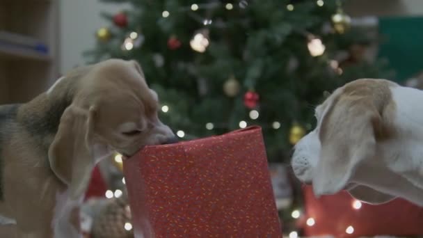 Der Weihnachtshund Kaut Auf Einer Geschenkbox Der Welpe Läuft Dem — Stockvideo
