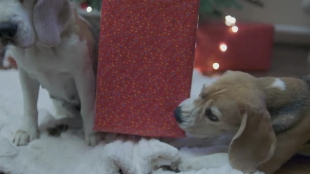 Świąteczny Pies Żuje Pudełko Prezentami Szczeniak Ucieka Prezentu Świąteczny Pies — Wideo stockowe