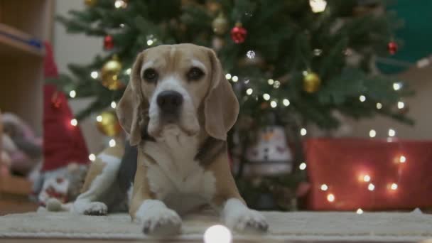 Chien Beagle Posé Sous Arbre Noël Avec Des Boîtes Cadeaux — Video