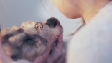 Küçük bir kız Pomeranya 'lı bir köpeği kollarında tutuyor ve onu öpüyor. Yüksek kalite fotoğraf
