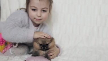 Küçük bir Pomeranya köpeğiyle yatakta oynayan küçük bir kız. Yüksek kalite fotoğraf