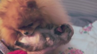 Şirin pomeranian köpeği köpek yavrusu aşk hayvanının temizleme karnını yalıyor. Evdeki sevimli hayvanlar. Köpek yetiştiriciliği, annelik. Yüksek kaliteli FullHD görüntüler