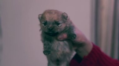Kollarında turuncu bir Pomeranya köpeği tutan kadın. Yüksek kaliteli FullHD görüntüler