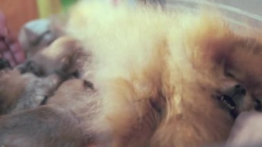 Pomeranya 'lı şirin bir köpeğin bebekleri beslemesinin yan görüntüsü. Üç yavru yalan söyler ve süt emerler. Köpek yetiştiriciliği, annelik. Yüksek kaliteli FullHD görüntüler