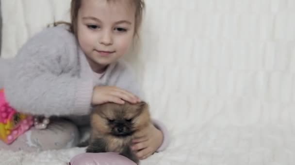小さな女の子が小さなポメラニアの子犬とベッドで遊んでいました 高品質の写真 — ストック動画