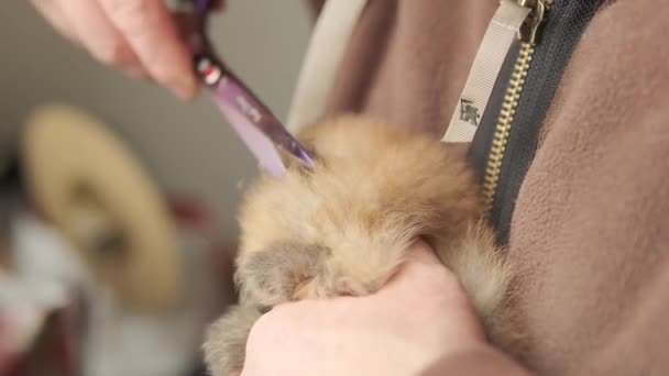 人类修剪波美拉尼亚小狗的耳朵 养一只小狗 用梳子梳理一只波美拉尼亚犬 及时照顾动物毛发的概念 与混乱作斗争 优质Fullhd — 图库视频影像
