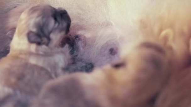 侧面看一个可爱的波美拉尼亚狗喂养婴儿 三只小狗躺在床上吸奶 当母亲优质Fullhd影片 — 图库视频影像