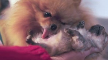 Şirin pomeranian köpeği köpek yavrusu aşk hayvanının temizleme karnını yalıyor. Evdeki sevimli hayvanlar. Köpek yetiştiriciliği, annelik. Yüksek kaliteli FullHD görüntüler