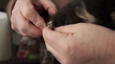 Adam bir Pomeranya köpeğinin tırnaklarını kesiyor. Yavru köpek yetiştiriyorum. Tarakla bir Pomeranian köpeğini tımar etmek. Hayvanların tüylerine zamanında bakım kavramı, karmaşaya karşı mücadele. Yüksek kalite FullHD