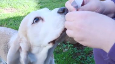 Kız av köpeğine hap veriyor. Yaşlı av köpeğini besleyen ilaç. Ev ve hayvanlar konsepti. Yüksek kaliteli FullHD görüntüler