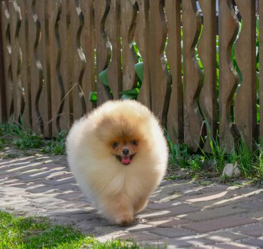 Parktaki şirin pomeranya köpeğinin portresi. Yüksek kalite fotoğraf