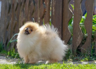 Dışarıda duran küçük kırmızı Pomeranya tükürük köpeği. Yüksek kalite fotoğraf