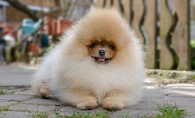 Pomeranya 'lı köpek yavrusu yeşil yaz çimlerine uzanıyor ve başka yere bakıyor. Metin için boş alan. Yüksek kalite fotoğraf