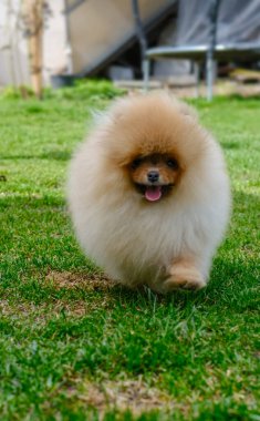 Parktaki şirin pomeranya köpeğinin portresi. Yüksek kalite fotoğraf