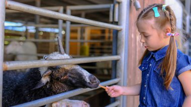Vahşi hayvan parkında küçük vahşi keçileri besleyen sevimli anaokulu kızı. Yaz günü hayvanları okşayan mutlu çocuk. Heyecanlı ve mutlu bir kız hafta sonu, yazın çocuk aktiviteleri.