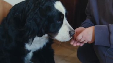 Sahibi hasta köpeğine ilaç veriyor. Evcil hayvanlar için ilaç ve vitamin. Hayvanlar için ilaç. Yüksek kaliteli FullHD görüntüler