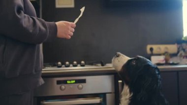 Bernese dağ köpeğini tedavi eden kadın. Yüksek kaliteli FullHD görüntüler