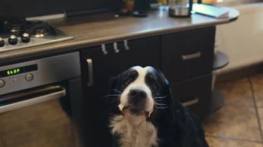 Bernese dağ köpeğini tedavi eden kadın. Yüksek kaliteli FullHD görüntüler